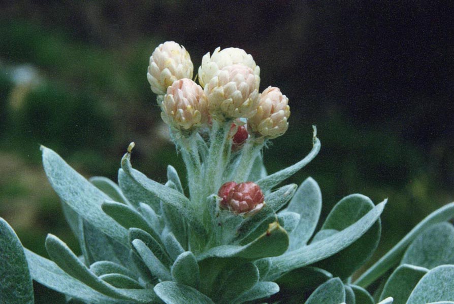 Helichrysum sithorpii en fleurs dans les éboulis ensoleillés de Macédoine